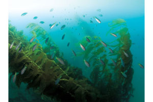This image portrays San Clemente's Wheeler North Reef by California Diving News.