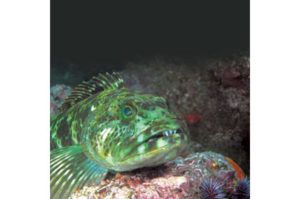 This image portrays Dive Spot Anacapa Island: Lingcod Lair by California Diving News.