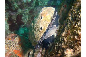 This image portrays Stakeholder Input Requested for New Abalone Regulations by California Diving News.