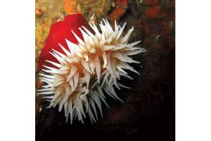 This image portrays Pretty But Poorly Understood Polyps: Sea Anemones by California Diving News.
