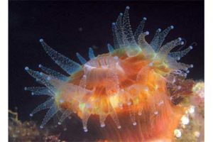 This image portrays California's Undersea Flower Animals: The Stony Corals by California Diving News.