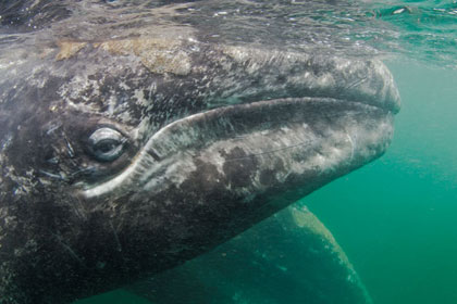 A Committed Commuter: The California Gray Whale