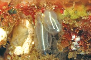 This image portrays Tunicates: The Surprisingly Complex Sea Squirts by California Diving News.