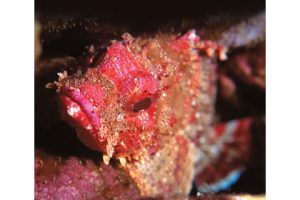 This image portrays Seeing Spots: Studying the Two-Spot Octopus by California Diving News.