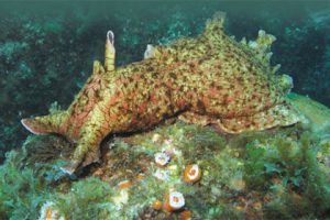 This image portrays Hydro-Powered Holothurians: California Sea Cucumbers by California Diving News.