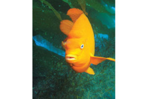 This image portrays Lulu Reef by California Diving News.