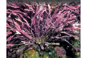 This image portrays The Mysteries of Marine Algae, Part One by California Diving News.