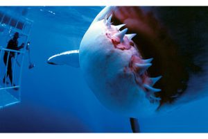 This image portrays Great White Sharks of Guadalupe Isl., Mexico's Baja, Part 1 by California Diving News.