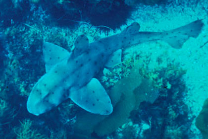 The Horn Sharks, Heterodontus: A “Different” Kind