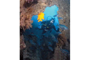 This image portrays The Wreck of the SueJac by California Diving News.
