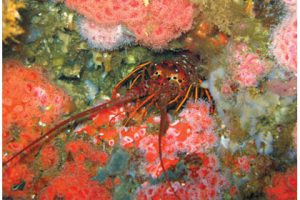 This image portrays Knowing and Catching California Spiny Lobster by California Diving News.
