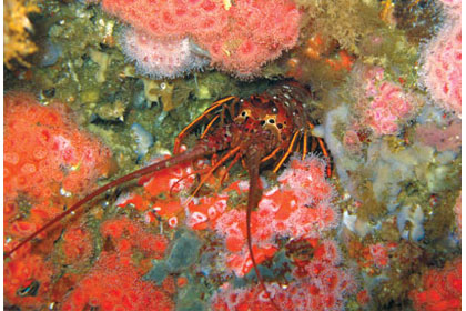 Knowing and Catching California Spiny Lobster