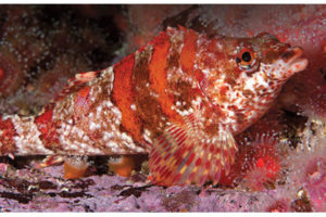 This image portrays Monterey Bay's Eric's Pinnacle by California Diving News.
