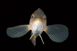 This image portrays The Art of Fish Portraiture by California Diving News.