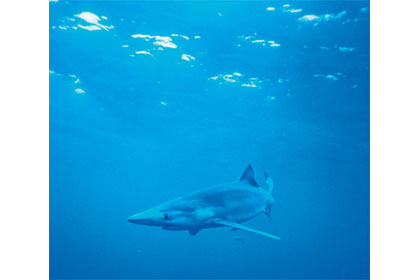 Diving With Blue Sharks