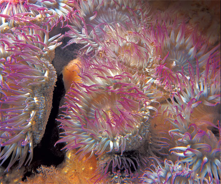 Simple, But Complicated: All About Aggregating Anemones