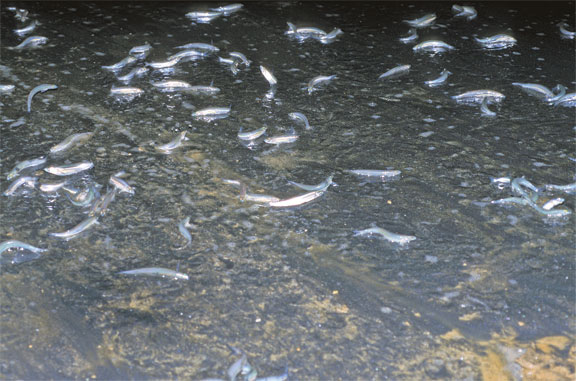 The Curious Reproduction Strategies of California Grunion