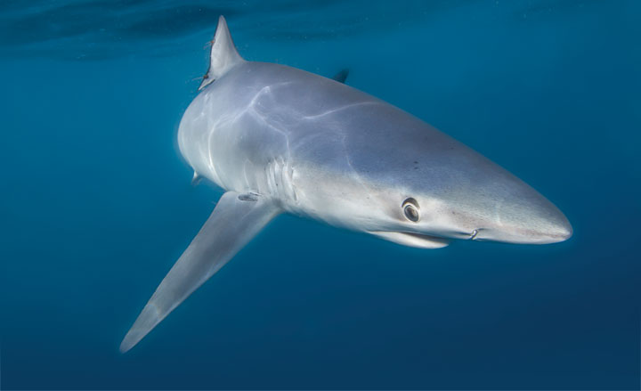 Getting to Know Our Neighbors –The Blue Shark and Shortfin Mako Shark