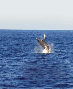 Humpback Whale