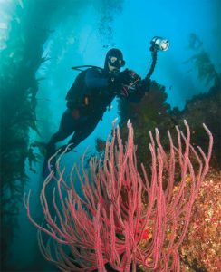 This image portrays Likely Suspects: Battling the Enemies of Dive Gear  by California Diving News.