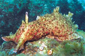This image portrays The Fascinating “Bunny Slug”: The California Brown Sea Hare  by California Diving News.