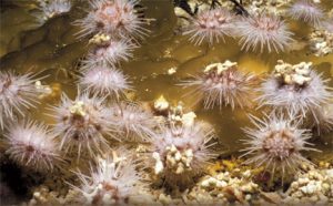 This image portrays Sophisticated “Pincushions” — California’s Sea Urchins  by California Diving News.