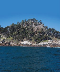 This image portrays A Treasured Historic Site: Bluefish Cove, Point Lobos State Natural Reserve  by California Diving News.