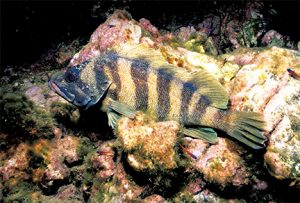 This image portrays SoCal Rock Star: The Treefish by California Diving News.