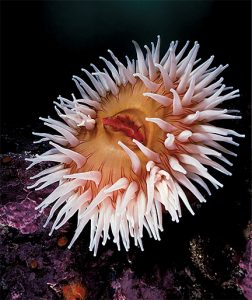 This image portrays Rocking It At Monterey’s Cloud Mountain by California Diving News.