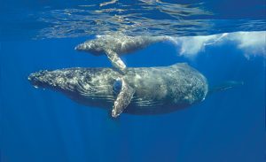 This image portrays Mega Magic: The Magnificent Humpback Whales by California Diving News.