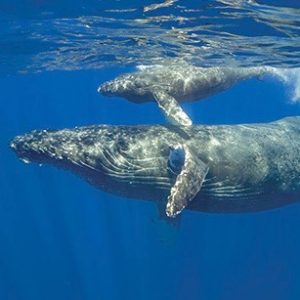 This image portrays Mega Magic: The Magnificent Humpback Whales by California Diving News.