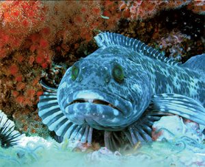 This image portrays Visiting a Friend Off Anacapa’s West End: Say Hello to Larry the Lingcod by California Diving News.