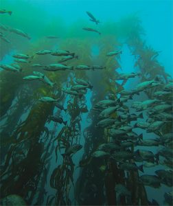 This image portrays Picking Favorites: North Monastery Beach by California Diving News.