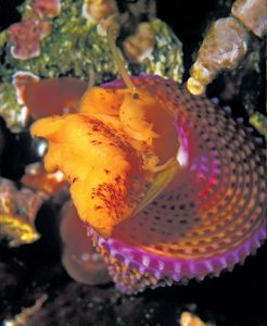 This image portrays Gorgeous Gastropods: Admiring SoCal’s Colorful Seashells Shell Stats by California Diving News.
