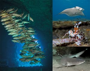 This image portrays In Maui Before Sunset: Enjoying the Ease and Excitement of a Hawaiian Adventure by California Diving News.