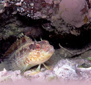 This image portrays An Underwater Safari: Exploring Africa Cove by California Diving News.