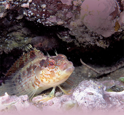 An Underwater Safari: Exploring Africa Cove