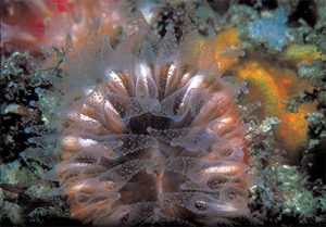 This image portrays California’s Undersea Flower Animals: The Stony Corals by California Diving News.