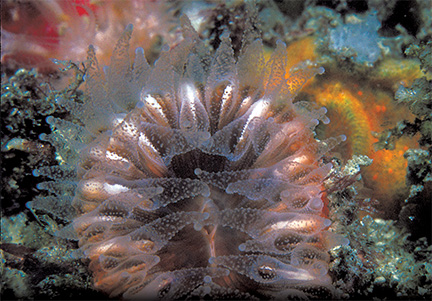 California’s Undersea Flower Animals: The Stony Corals