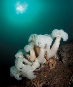 This image portrays A Monterey Marvel: Metridium Mountain by California Diving News.
