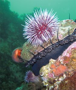 This image portrays San Miguel Island’s Wild Side: Exploring Tyler Bight by California Diving News.