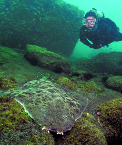 This image portrays Diversity Not Far From Shore: Malaga Cove Has a Lot to Offer by California Diving News.