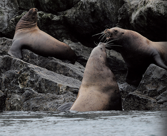Steller: How a Sea Lion, Sea Cow, Birds, a Mollusk and Plants Came to Share a Name 