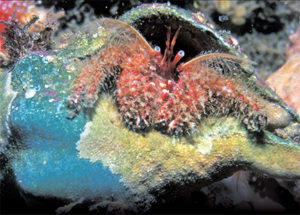 This image portrays If the Shell Fits: The Curious Habits of Hermit Crabs  by California Diving News.