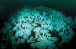 This image portrays A Perfect Day in Monterey: Enjoying the “BB” Pinnacle by California Diving News.