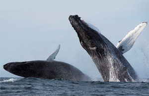 This image portrays Out in the Blue: Making the Best of Monterey on a “No Dive” Day by California Diving News.