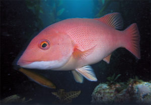 This image portrays Wreck, Reef, Kelp: A Winning Trifecta at Doctor’s Cove by California Diving News.