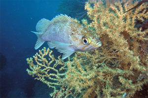 This image portrays Santa Cruz Island: “On Fire” at Flame Reef by California Diving News.