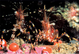 This image portrays Talking Shrimp: Identifying Shrimplike Creatures by California Diving News.