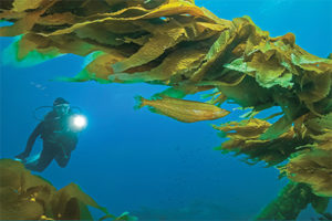 This image portrays California Glory: Our Coastal Kelp Forests by California Diving News.